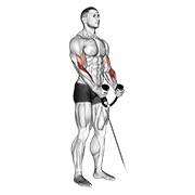 Hammer curl (with rope) en polea