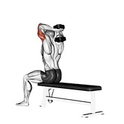 Sentado bench extensión con mancuerna