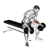 Sentado palms up wrist curl con mancuerna