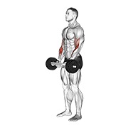 Olympic con barra hammer curl