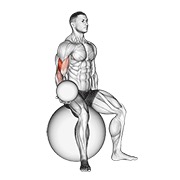 Con lastre sentado curl de bíceps (on stability ball)