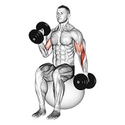 Sentado alternate hammer curl on exercise ball con mancuerna
