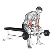 Ez bar sentado close grip concentration curl