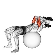 Exercise ball supine triceps extensión