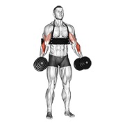 Hammer curls (with arm blaster) con mancuerna