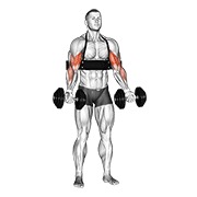 Alternate curl de bíceps (with arm blaster) con mancuerna